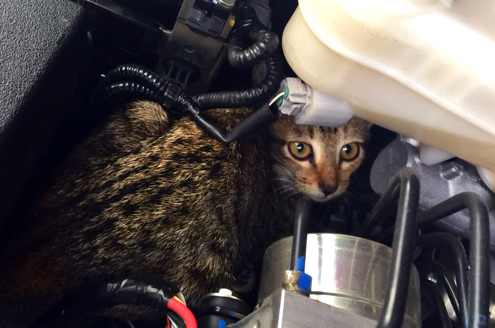how to keep cats out of your cars engine bay 60b71a2476f8d