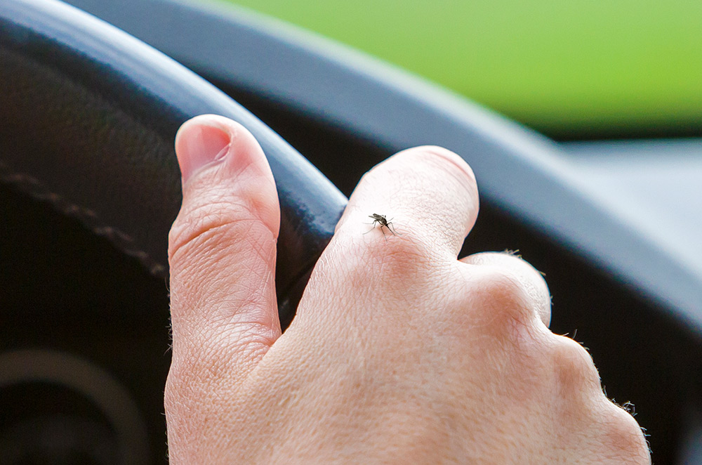 How to remove mosquitoes in your car