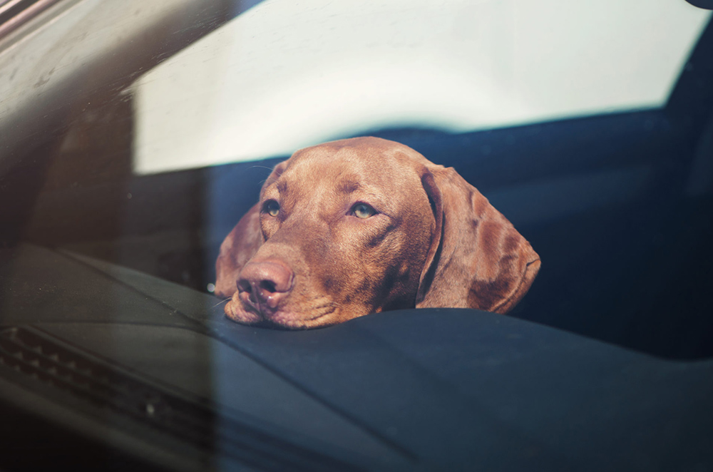 How Long Should You Leave A Dog In A Car