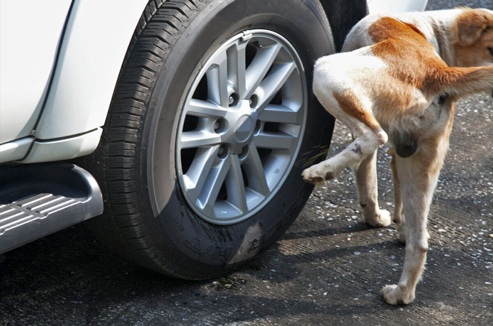 Will dog urine damage your car's wheels and tires? | Autodeal